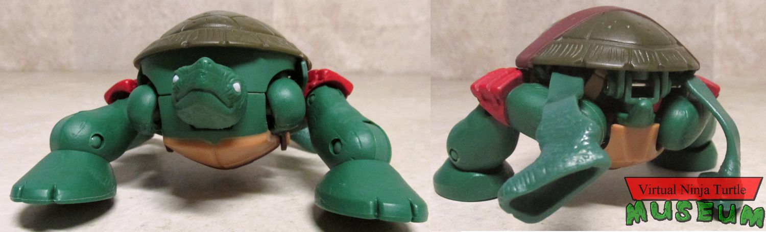Pet Turtle form Raphael front and back