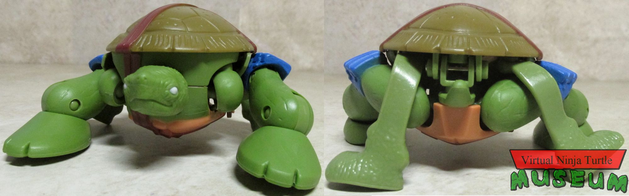 Pet Turtle form Leonardo front and back