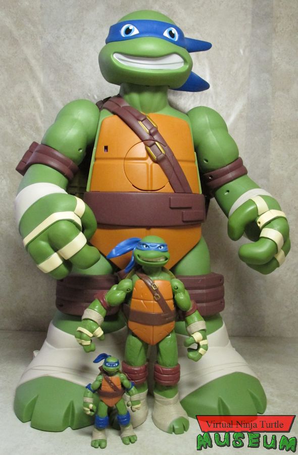 Turtle form size comparison